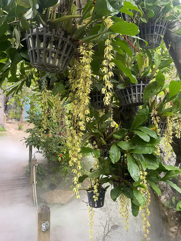 Khu rừng cổ tích - ảnh 8