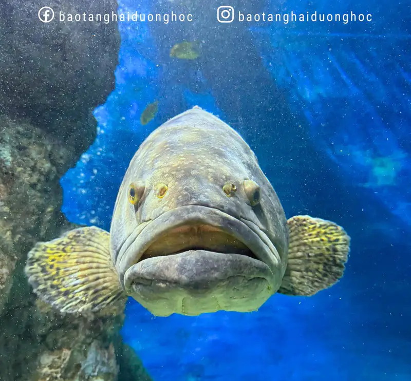 Bảo Tàng Hải Dương Học - ảnh 2
