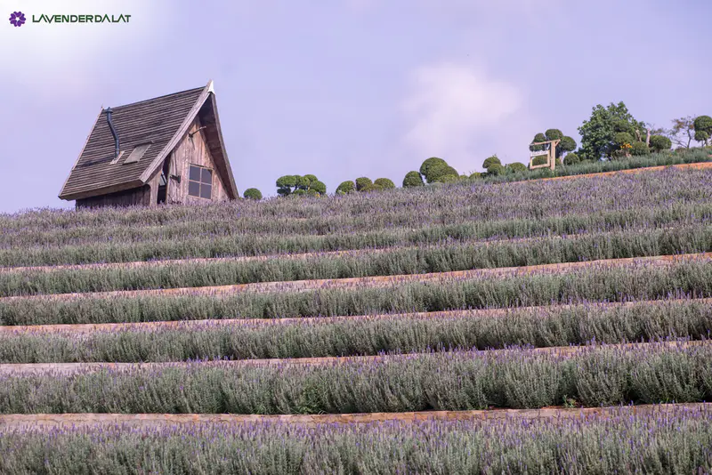 Lavenderdalat Gardens - ảnh 5