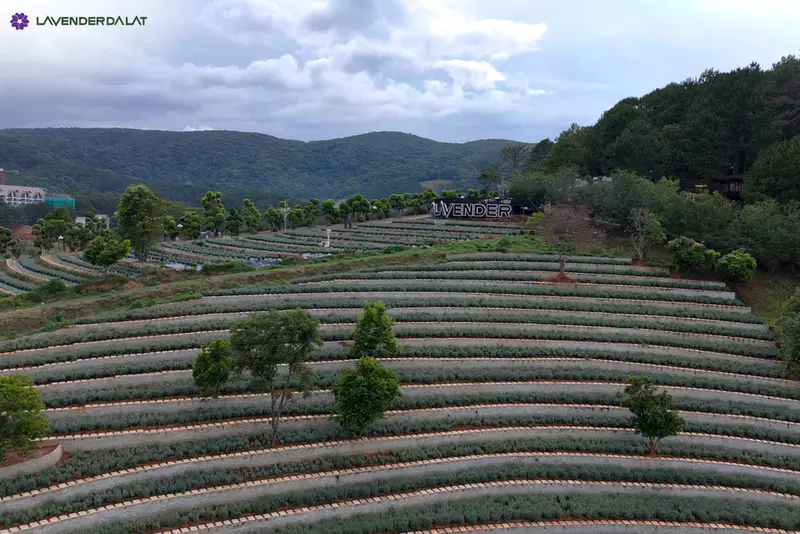 Lavenderdalat Gardens - ảnh 6