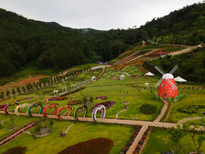 KDL Rừng Thông Núi Voi - Elephant Mountain Pine Forest - ảnh 7