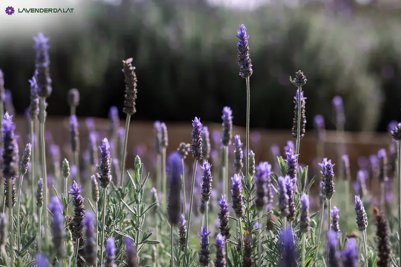 Lavenderdalat Gardens - ảnh 4