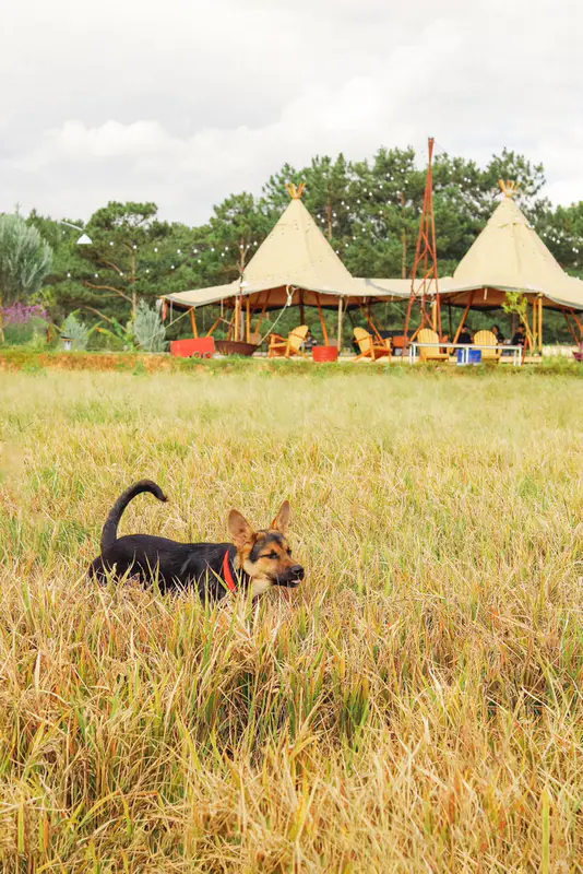 Hidden Land Đà Lạt - ảnh 5