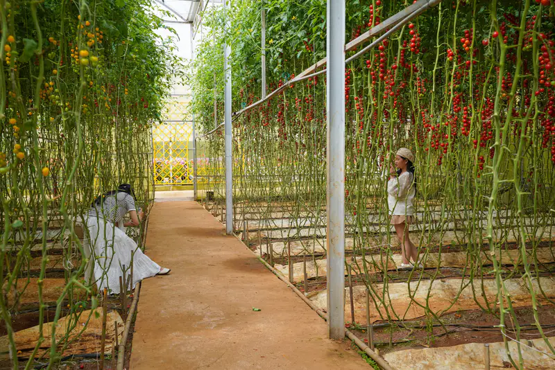 Làng hoa Vạn Thành - Khu du lịch VẠN HOA ĐÀ LẠT - ảnh 8
