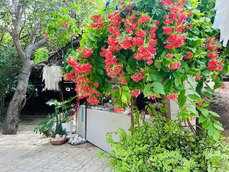 Khu Du Lịch Sinh Thái Sao Biển - ảnh 2