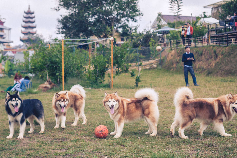 Nông Trại Cún Puppy Farm - ảnh 3