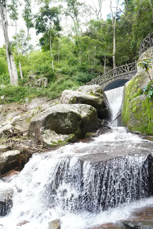 KDL Rừng Thông Núi Voi - Elephant Mountain Pine Forest - ảnh 6