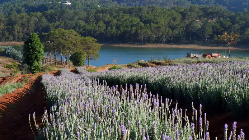Lavenderdalat Gardens - ảnh 7