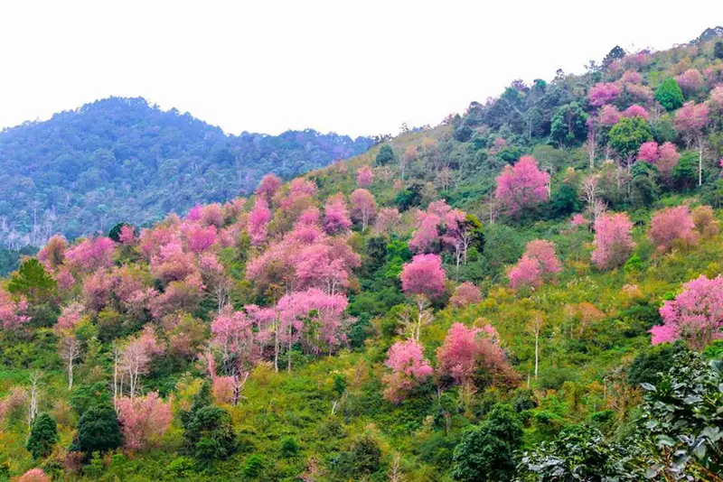 Mộng Đào Nguyên - ảnh 6