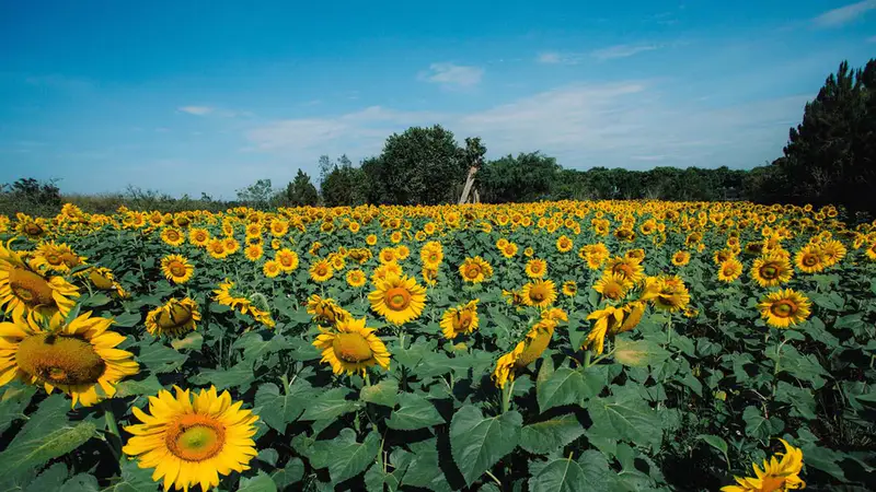 Dalat Milk Farm - Nông trại bò sữa - ảnh 4