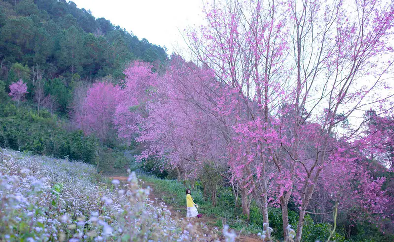 Mộng Đào Nguyên - ảnh 5