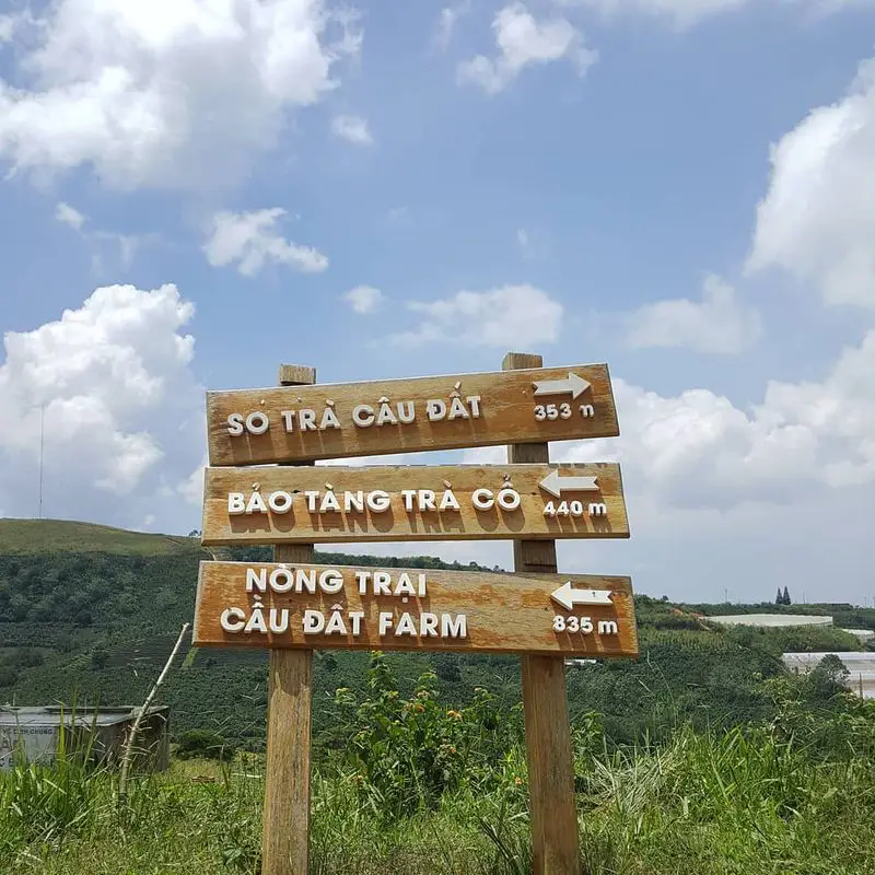 Đồi Chè Cầu Đất - ảnh 5