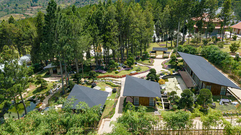 KDL Rừng Thông Núi Voi - Elephant Mountain Pine Forest - ảnh 3