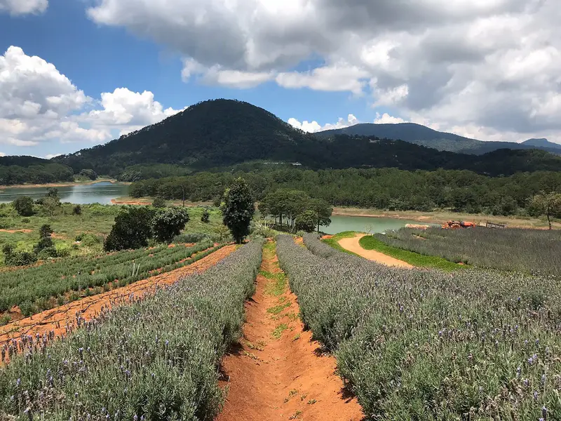 Lavenderdalat Gardens - ảnh 3