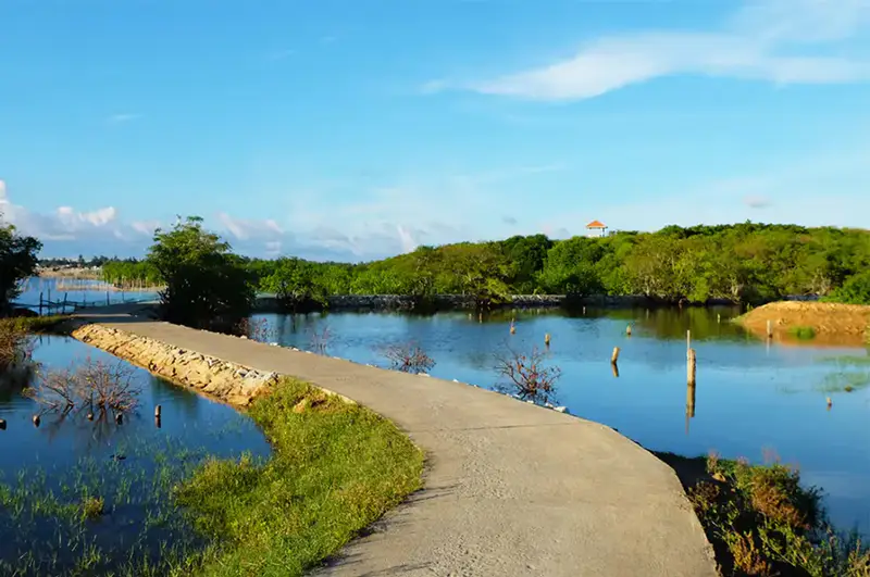 Rừng Rú Chá - ảnh 4