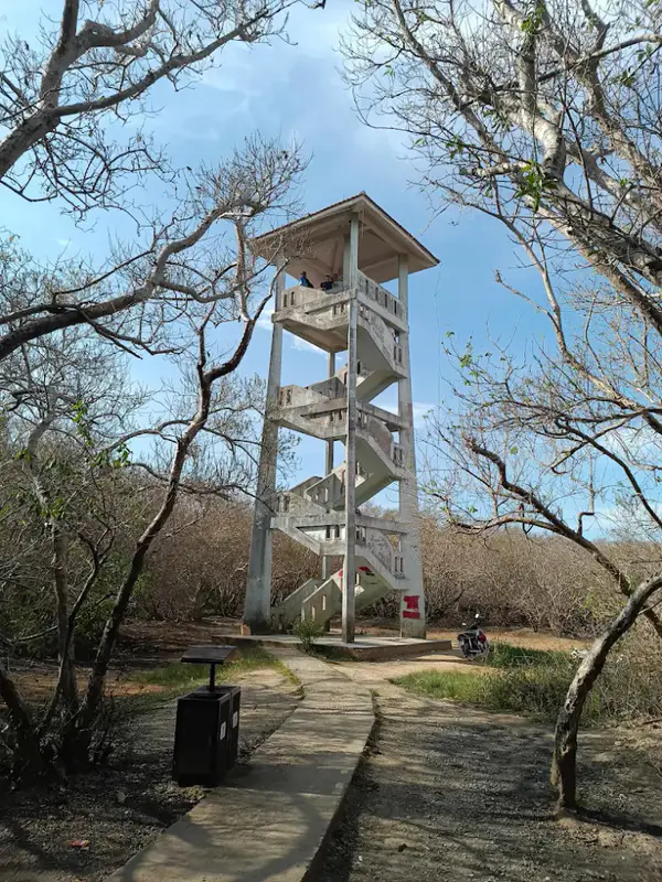 Rừng Rú Chá - ảnh 5