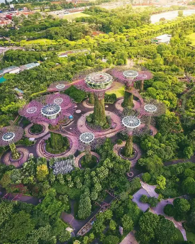 Supertree Grove - ảnh 2