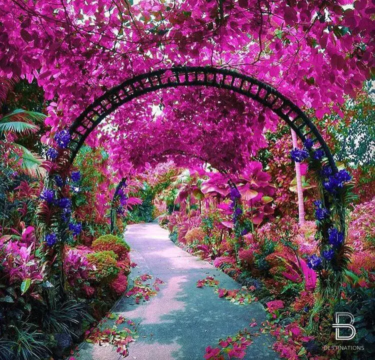 Vườn bách thảo Singapore - ảnh 5