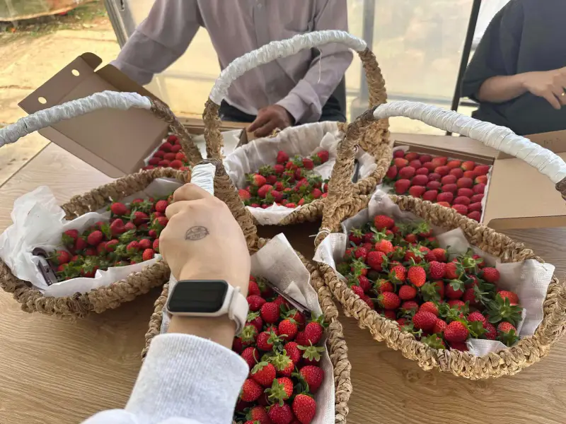 Vườn Dâu B-Farm Đà Lạt - ảnh 2
