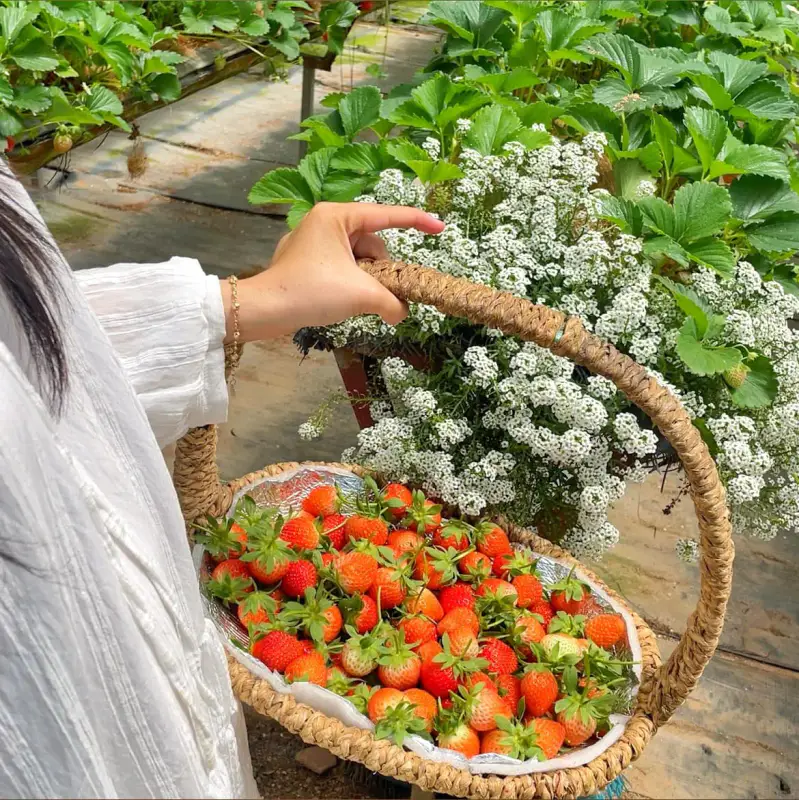 Vườn Dâu Nhật (CÔ THẢO) - ảnh 5