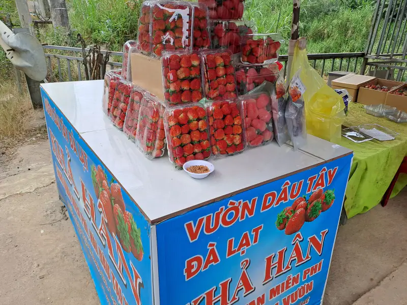 Vườn dâu tây đà lạt- Khả Hân - ảnh 2