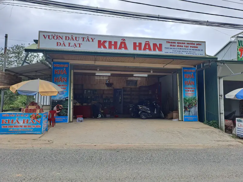 Vườn dâu tây đà lạt- Khả Hân - ảnh 3