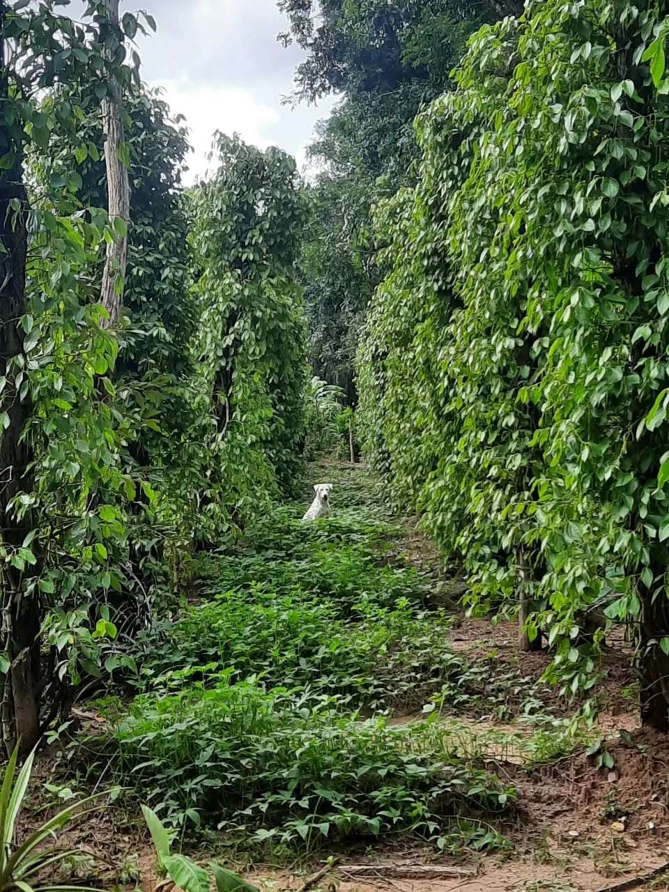 Phu Quoc Countryside - Pepper Farm - ảnh 4