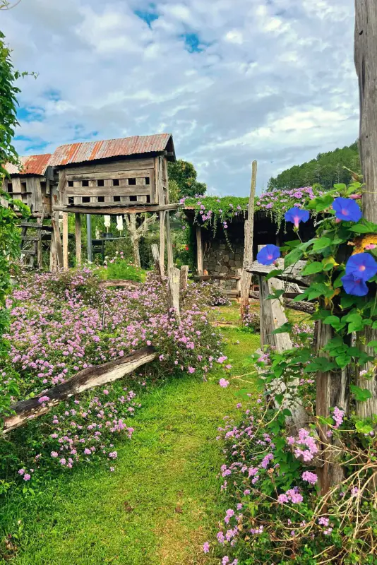 Em Tà Nung Coffee Farm - ảnh 3