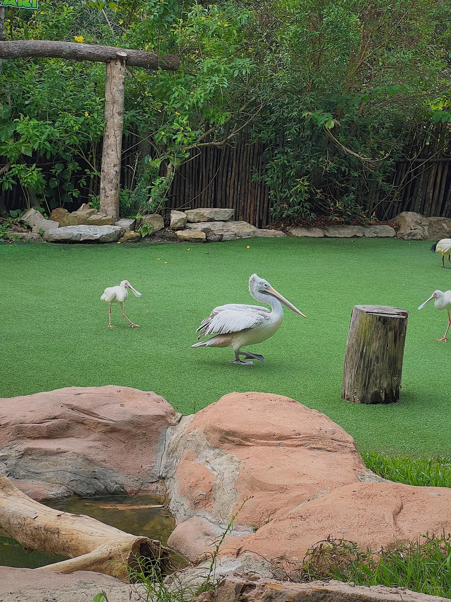 Vinpearl Safari Phú Quốc - ảnh 7