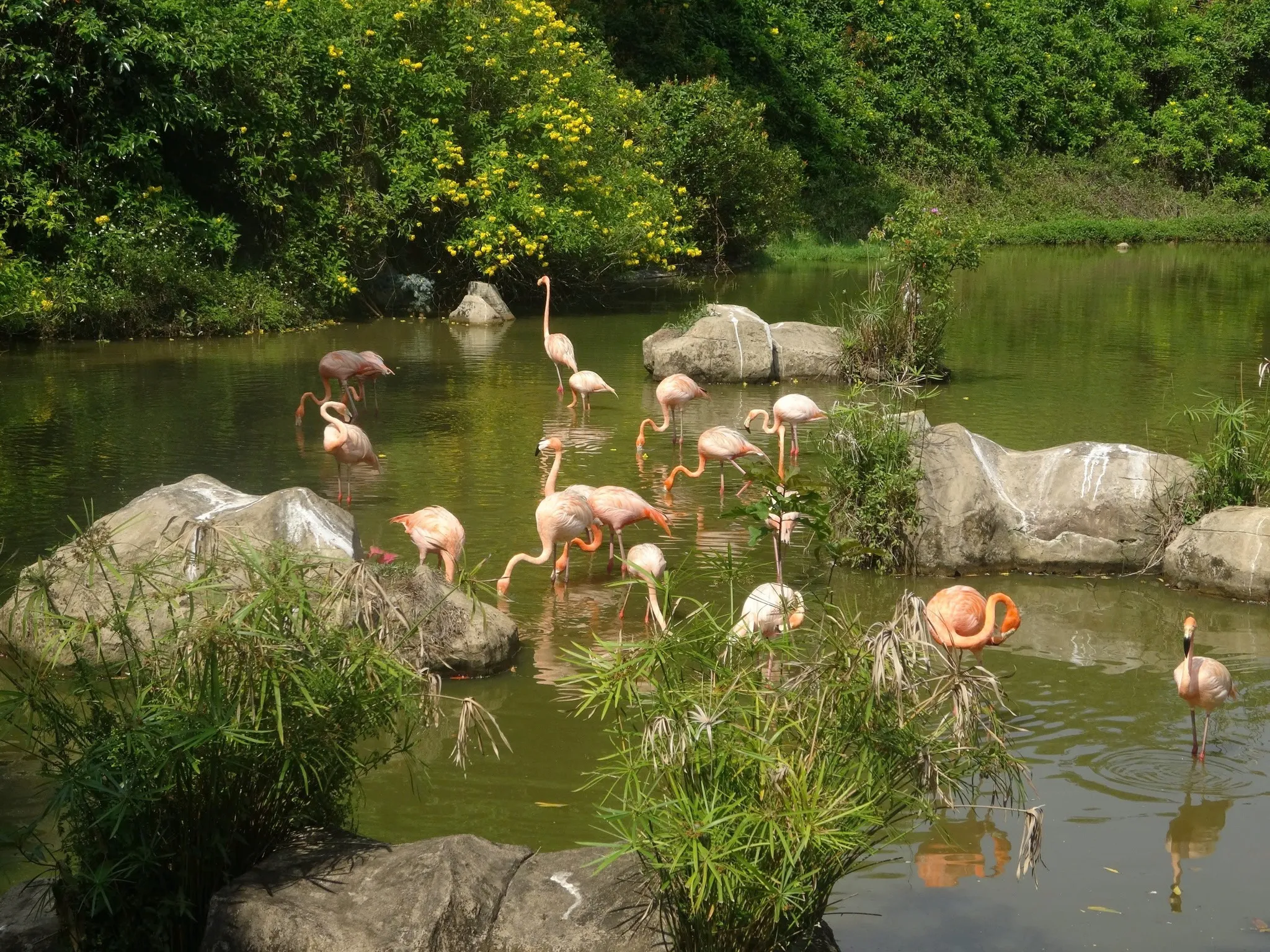 Vinpearl Safari Phú Quốc - ảnh 9