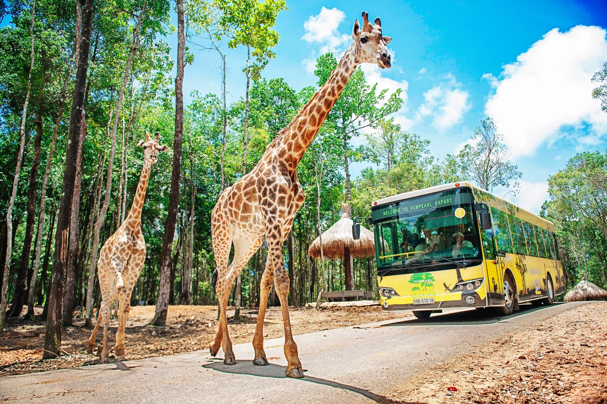 Vinpearl Safari Phú Quốc - ảnh 2