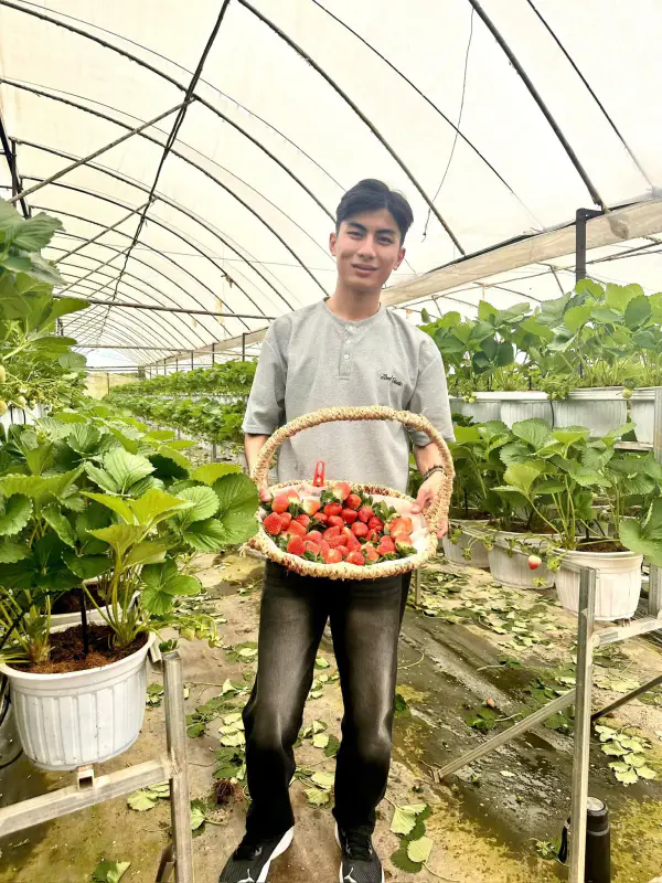 Vườn Dâu B-Farm Đà Lạt - ảnh 3