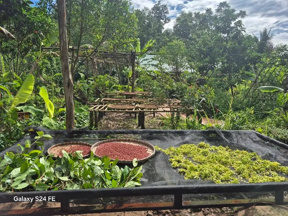 Phu Quoc Countryside - Pepper Farm - ảnh 6