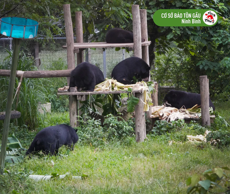 Cơ Sở Bảo Tồn Gấu Ninh Bình - ảnh 2