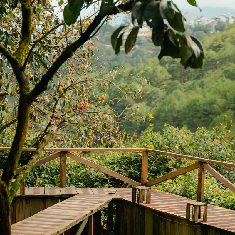 Cafe persimmon - ảnh 2
