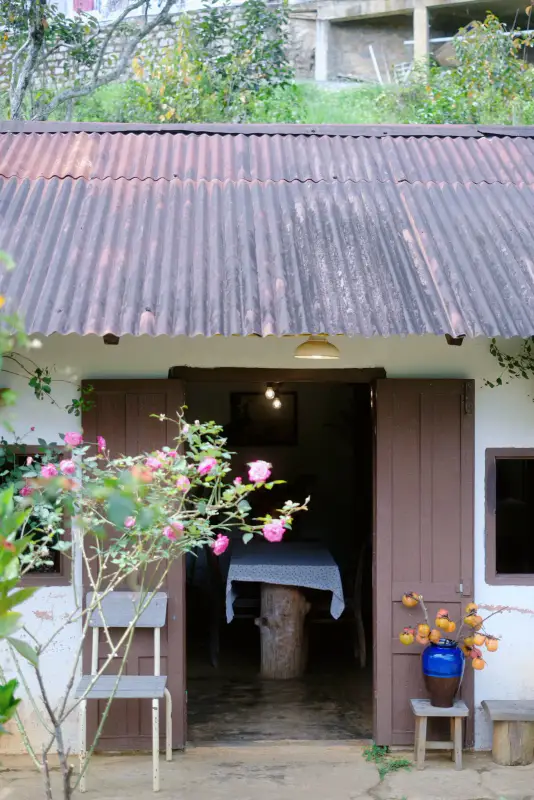 Cây Cam Ngọt - ảnh 4