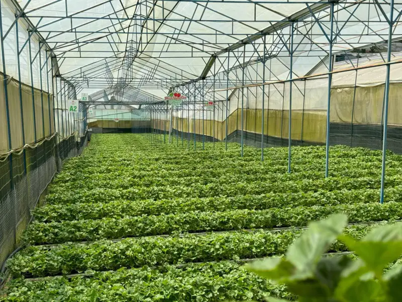 Vườn dâu Fresh Berry Farm - ảnh 6