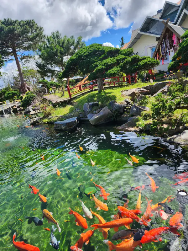 Khu du lịch Lá Phong - Japanese Garden in DaLat - ảnh 3
