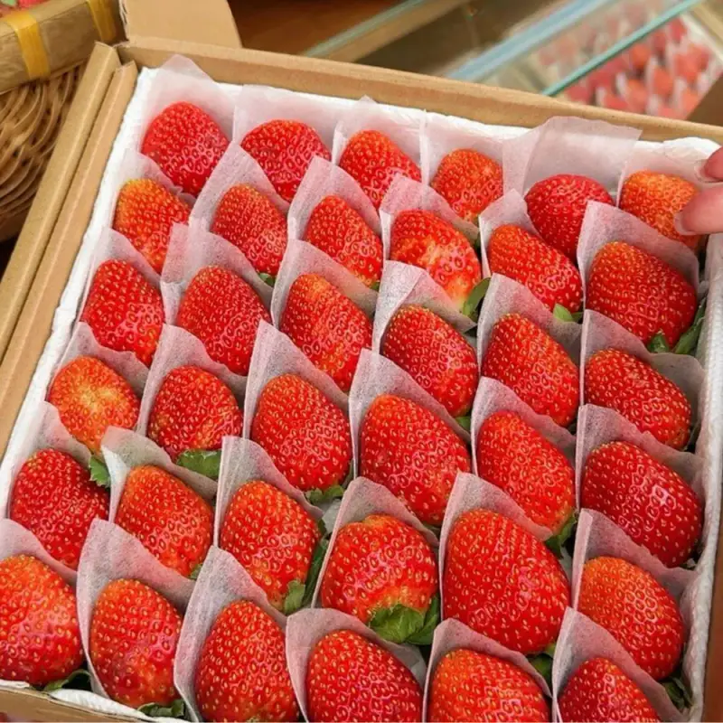 Vườn dâu Trên Mây Đà Lạt - ảnh 5