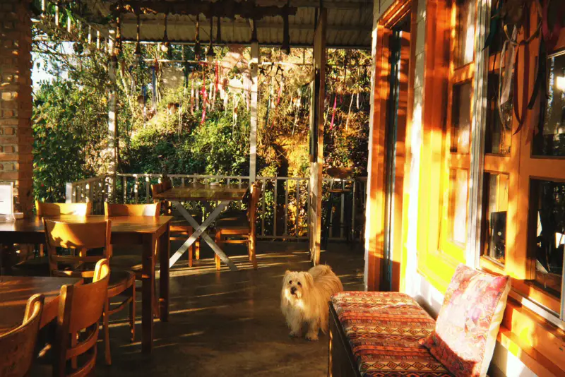DALAT EDEN Cafe. Homestay. Restaurant. - ảnh 5