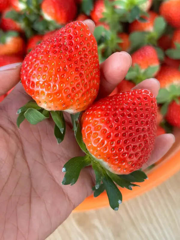 Vườn Dâu B-Farm Đà Lạt - ảnh 4