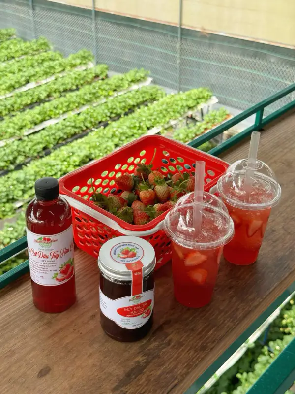 Vườn dâu Fresh Berry Farm - ảnh 5