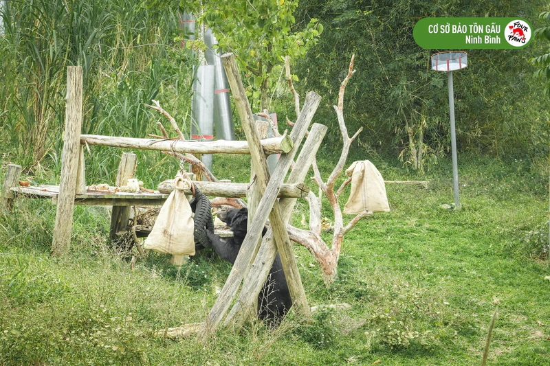 Cơ Sở Bảo Tồn Gấu Ninh Bình - ảnh 5