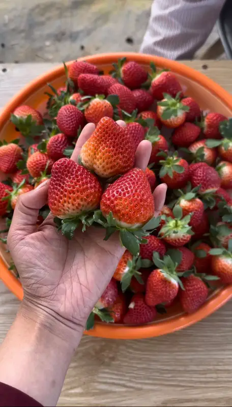 Vườn Dâu B-Farm Đà Lạt - ảnh 5