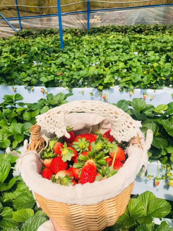 Vườn Dâu Nhà Gỗ - ảnh 5