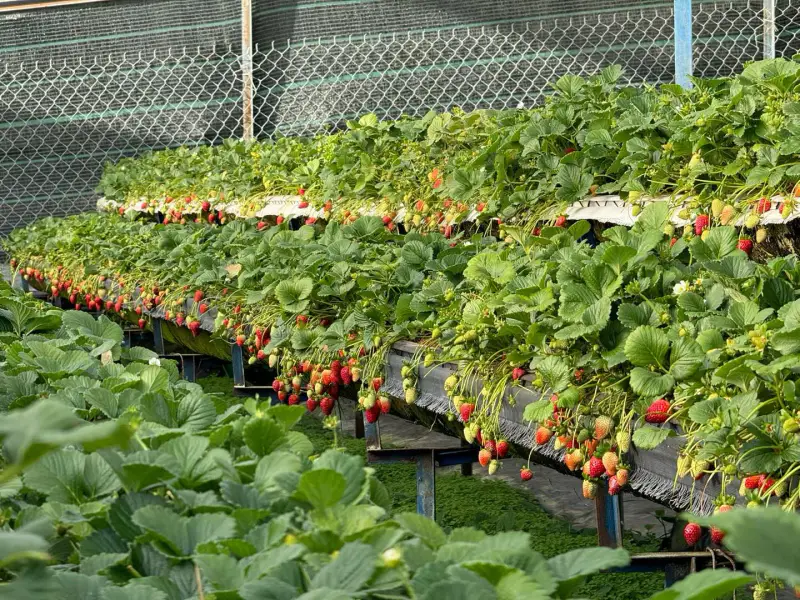 Vườn dâu Fresh Berry Farm - ảnh 4