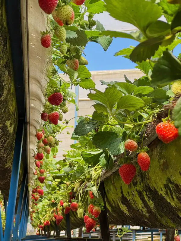 Vườn dâu Fresh Berry Farm - ảnh 3