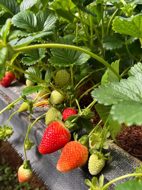 Vườn dâu Fresh Berry Farm - ảnh 2