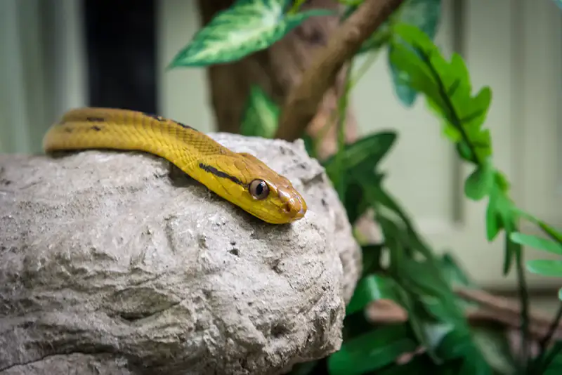 Snake Farm Queen Saovabha Memorial Institute - ảnh 5