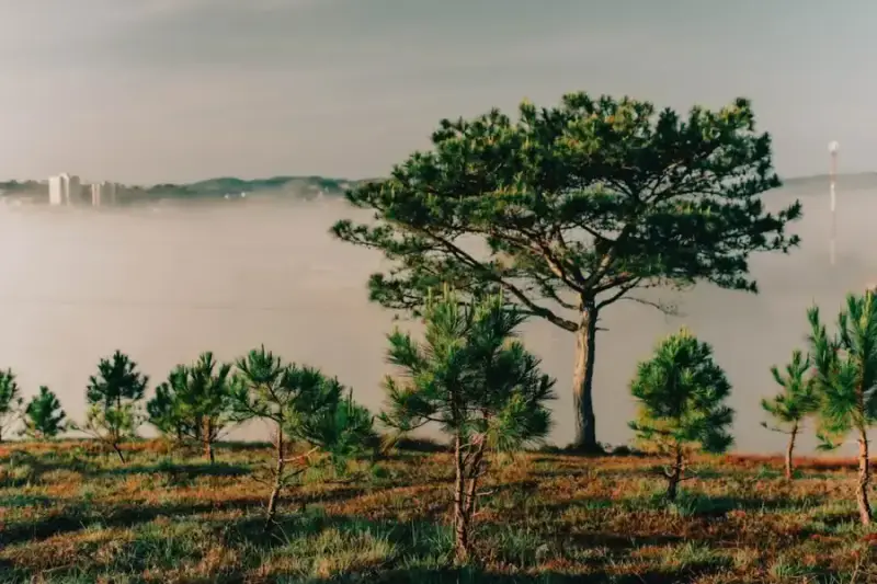 Đồi Thiên Phúc Đức - ảnh 2